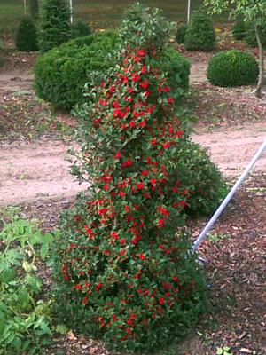 Blue Girl Holly-Mitchell and Sons Nursery and Garden Center LLC
